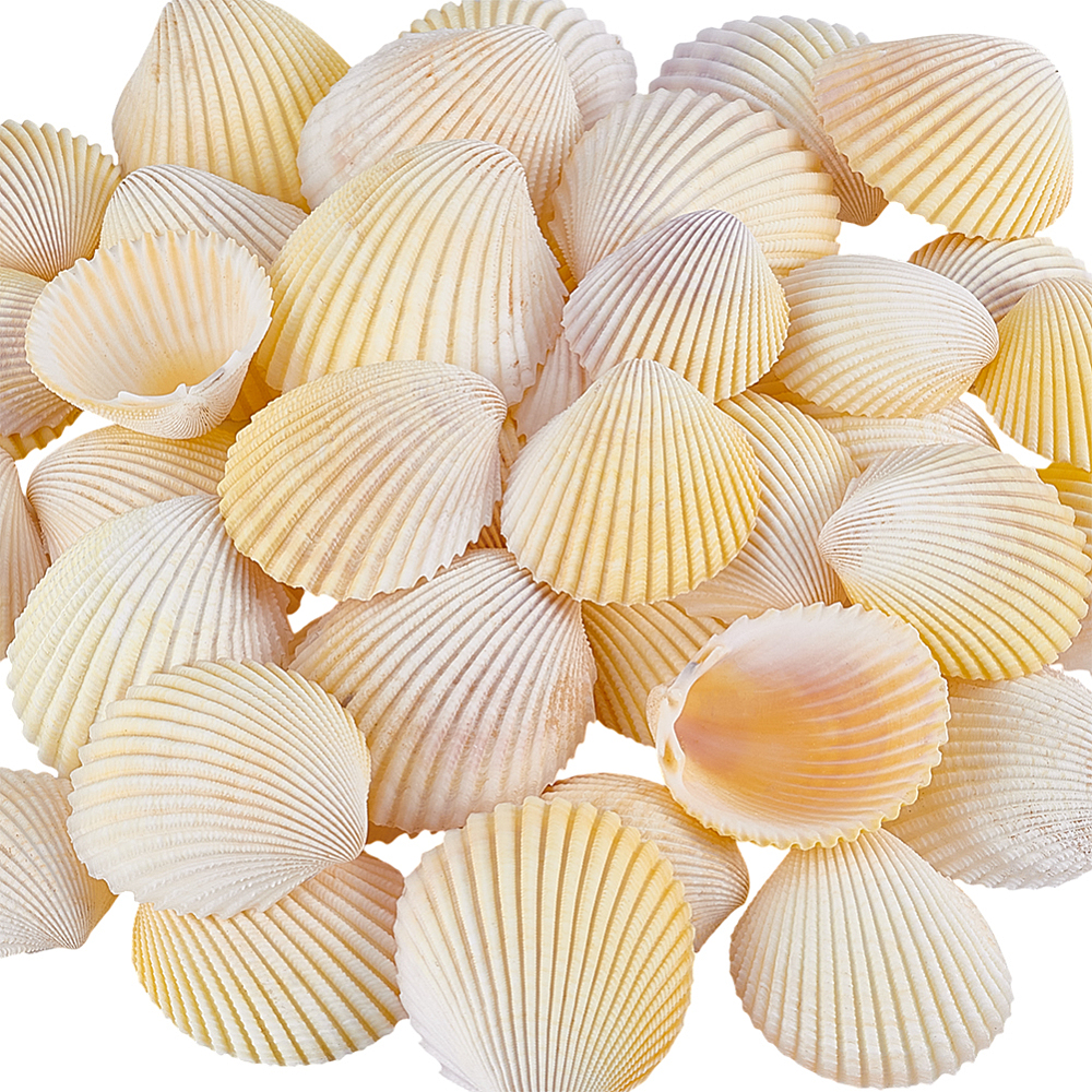 40Pcs Shell for Aquarium Fish  – Aquarium Fish Yellow Bewertung und Preis