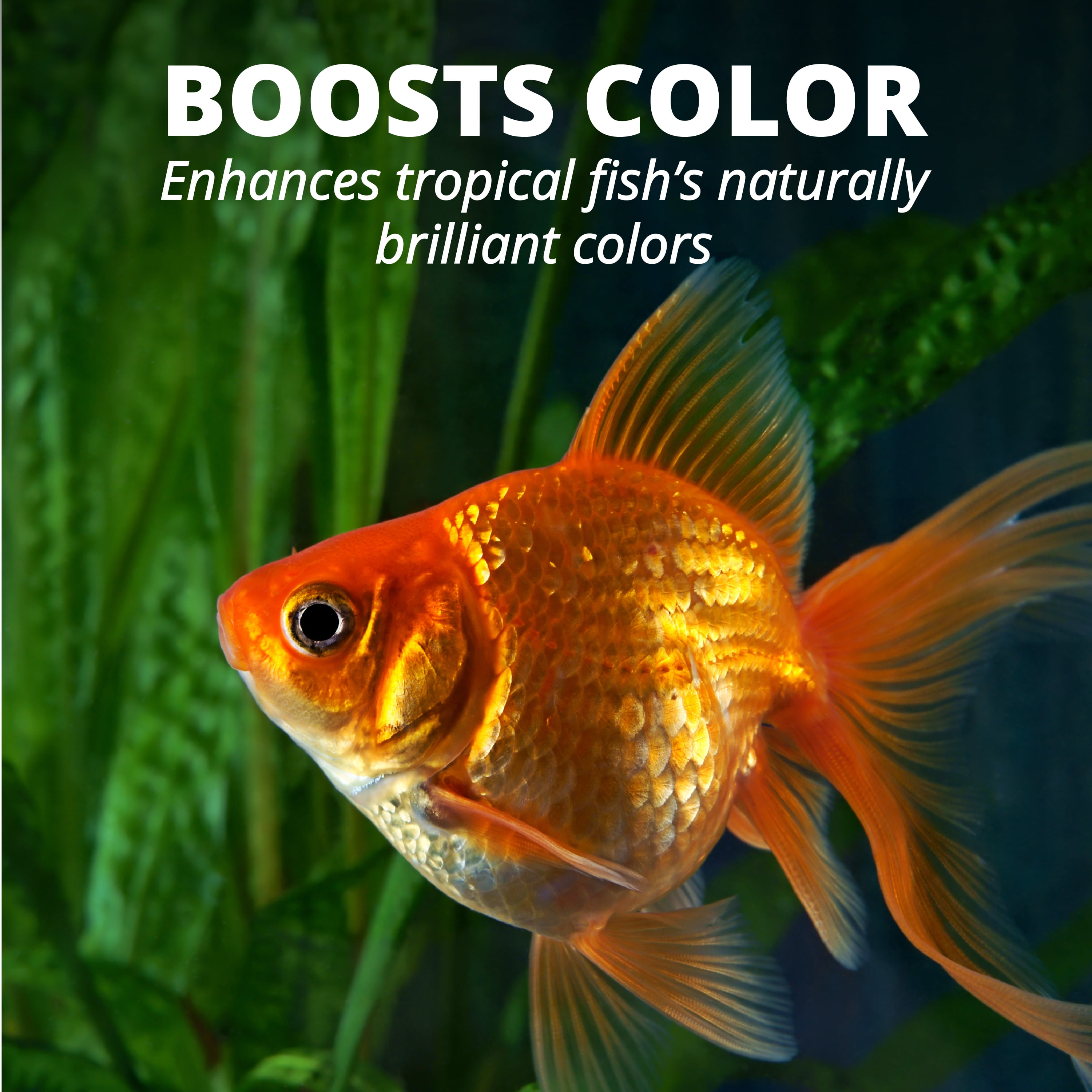 POPULAR Goldfish Flakes, Balan – Fish Food Flake Bewertung und Preis