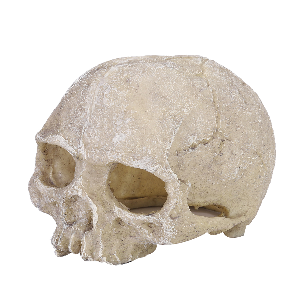 Resin Simulated Head Bone Skul – Aquarium Fish Fishing Bewertung und Preis