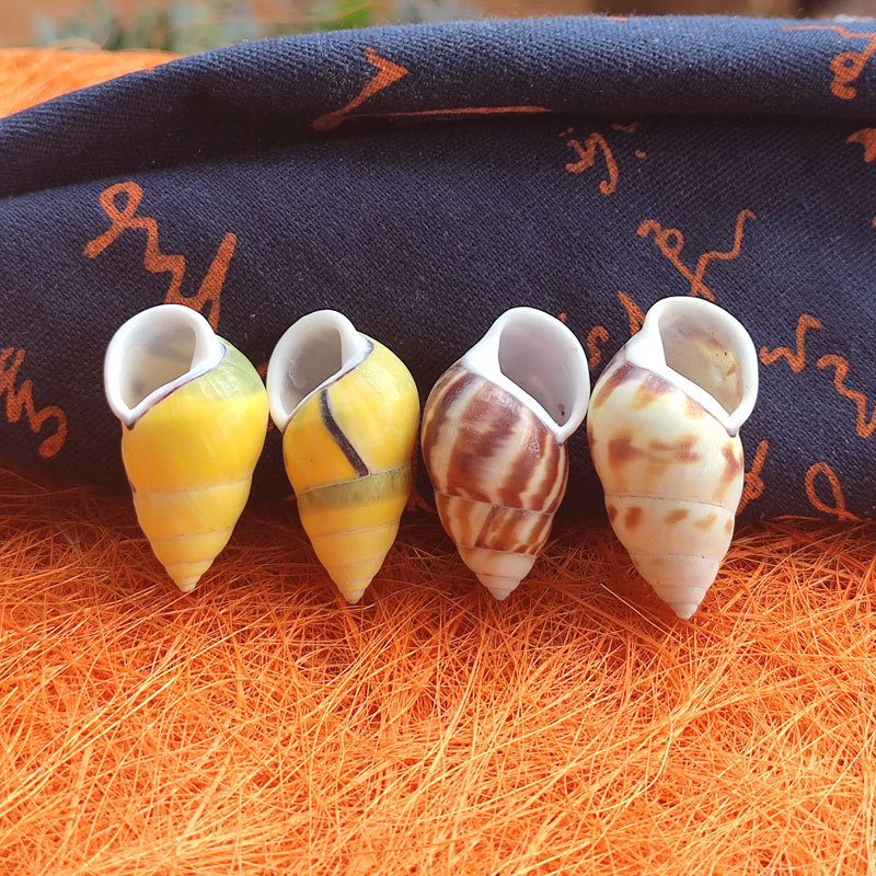 Rare Trochus Shell Aquarium Or – Aquarium Fish Yellow Bewertung und Preis
