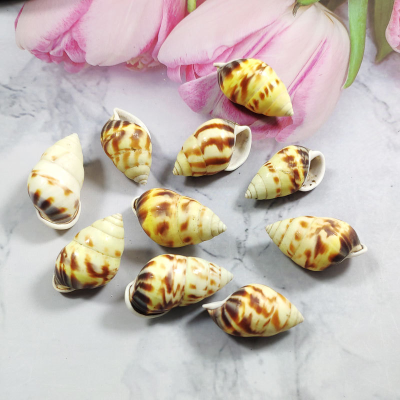 Rare Trochus Shell Aquarium Or – Aquarium Fish Yellow Bewertung und Preis