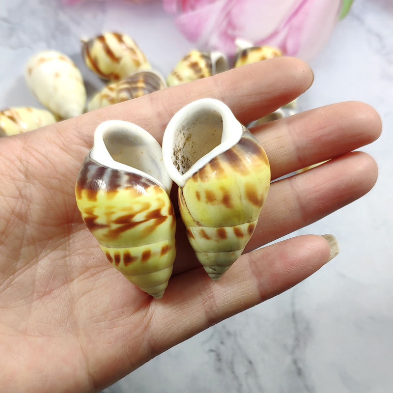 Rare Trochus Shell Aquarium Or – Aquarium Fish Yellow Bewertung und Preis