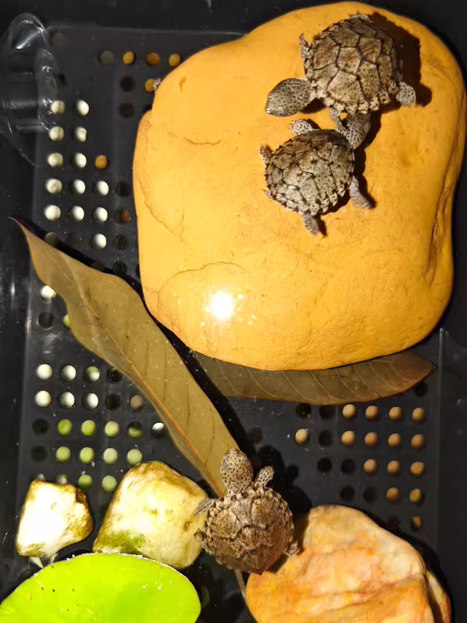 Natural Yellow Wax Stone Turtl – Aquarium Fish Yellow Bewertung und Preis